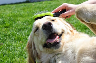 Welcome to Pets Stock Room – Everything Your Pets Need, All in One Place