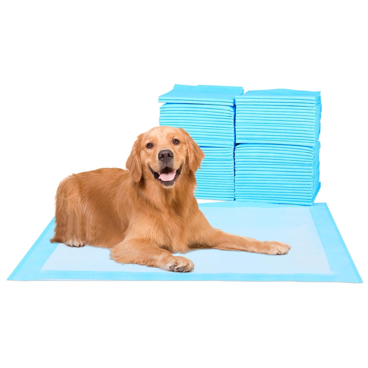 Dog Training