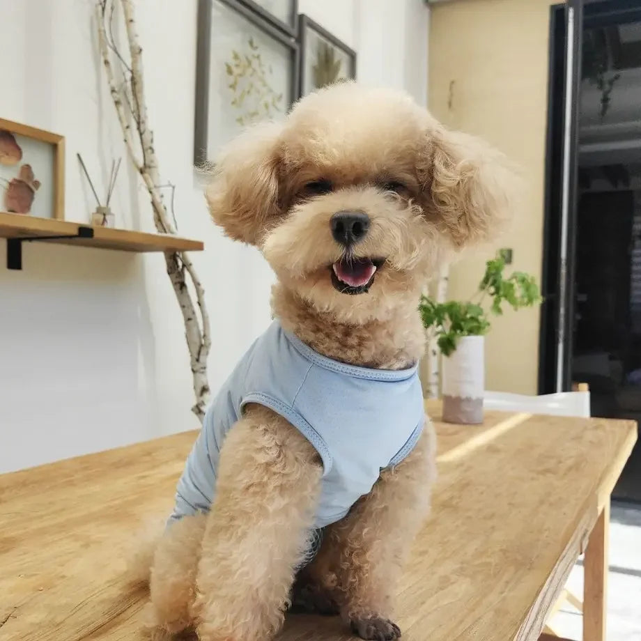 1pc Dog Anti-People Clothing, Mother Cat Breathable Spay Clothes, Puppy Weaning Suit, Post-Operation Anti-Licking Gear